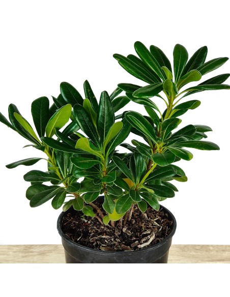 Comprar pittosporum por 4,25€ en Germigarden