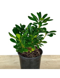 Comprar pittosporum por 4,25€ en Germigarden