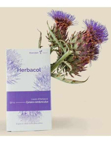 Semilla cardo comestible (tradicional catalán)