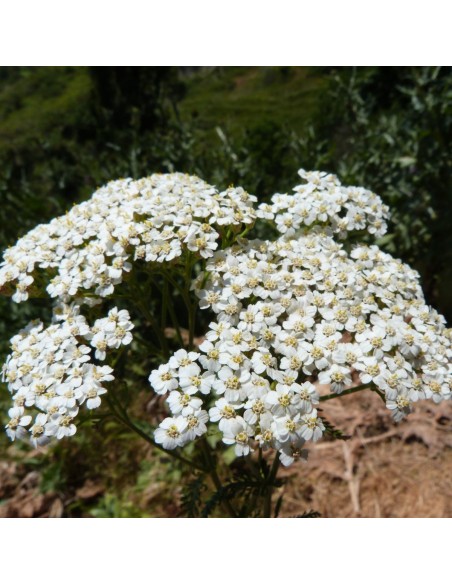 Semente de milefólio (achillea millefolium) (tradicional catalán)