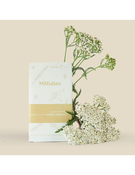 Semilla milenrama (achillea millefolium) (tradicional catalán)