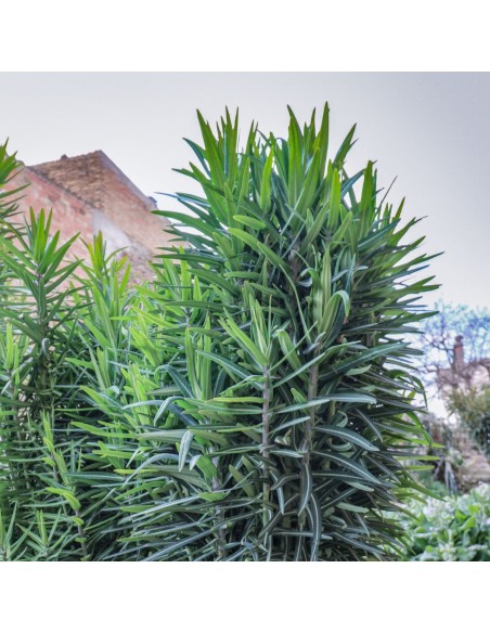 Semente de Euphorbia lathyris (tradicional catalán)