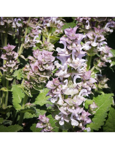 Llavor salvia romana (tradicional català)