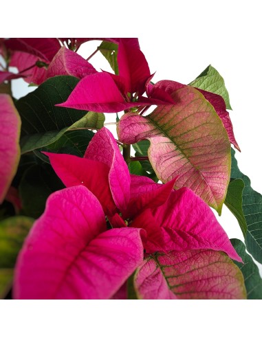 Ponsetia o Flor de Pascua fucsia (maceta 13 cm ø)