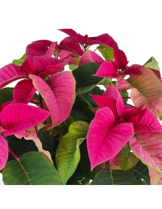Ponsetia o Flor de Pascua fucsia (maceta 13 cm ø) 2