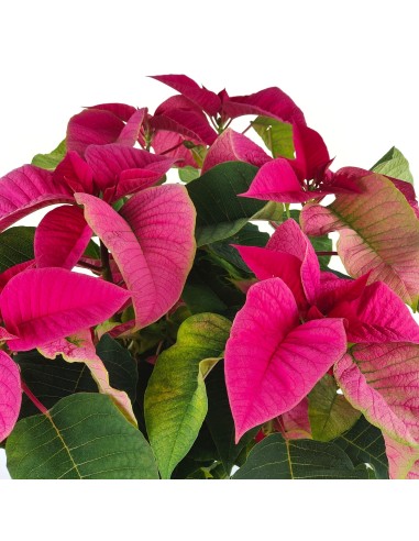 Ponsetia o Flor de Pascua fucsia (maceta 13 cm ø)