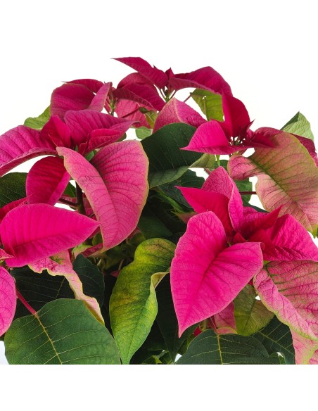 Ponsetia o Flor de Pascua fucsia (maceta 13 cm ø)
