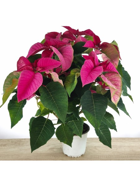 Ponsetia o Flor de Pascua fucsia (maceta 13 cm ø)