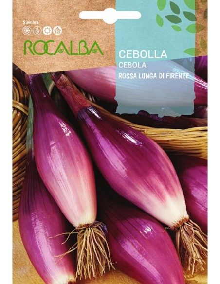 Graine de oignon Rossa Lunga di Firenze