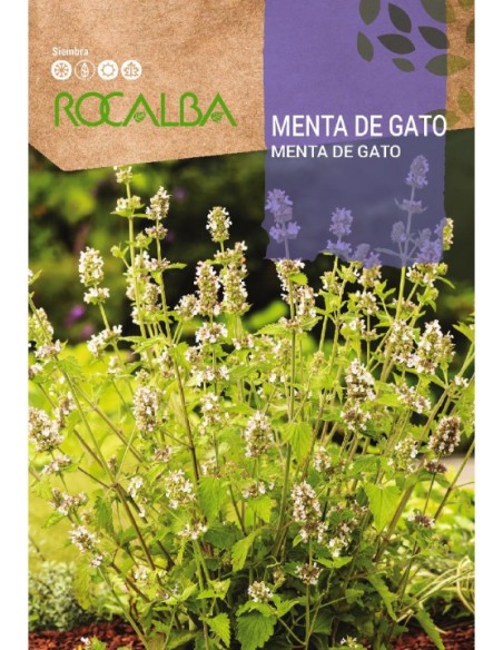 Semilla menta de gato