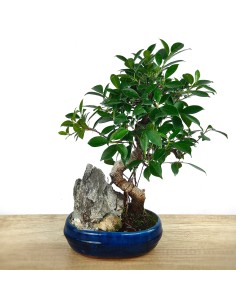 Ficus Retusa 10 años (bonsai en piedra) ejemplar único 2