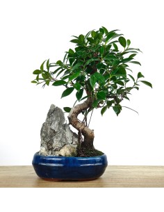 Ficus Retusa 10 años (bonsai en piedra) ejemplar único