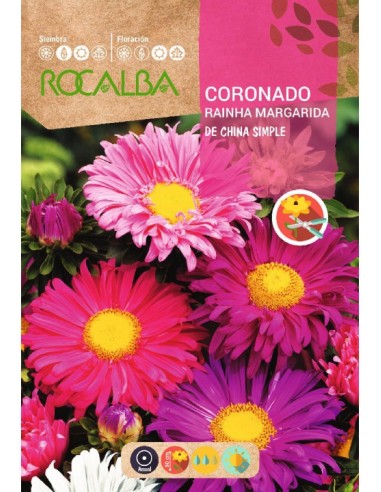 Graines de aster sinensis