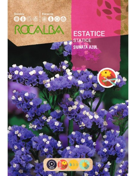 Semente de estatice azul