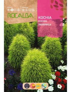 Semilla Kochia trichophylla