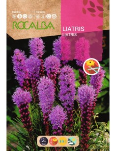 Semente de liatris spicata
