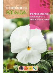 Graines de pensée géante suisse blanc