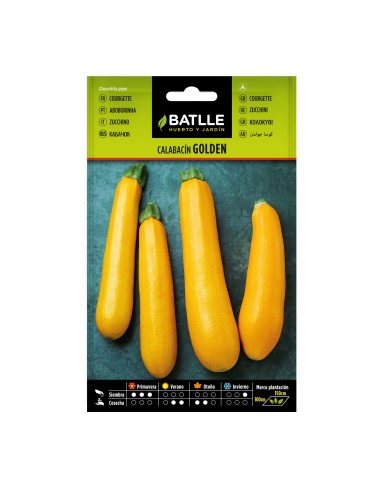 Graine de courgette Golden