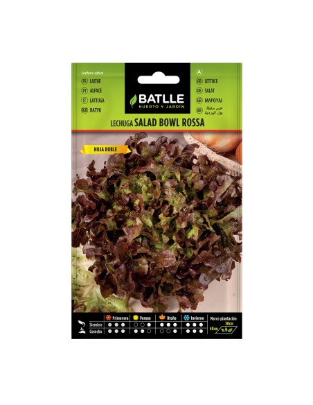 Graine de alface Salad Bowl rossa