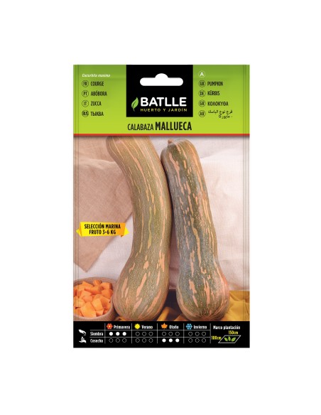 Graine de citrouille Mallueca, type basque