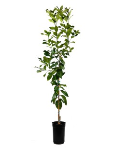 Comprar limonero 4 estaciones desde 27,95€ 2