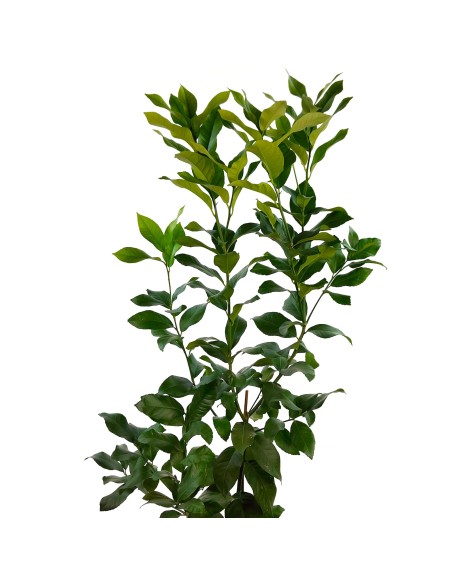 Comprar limonero 4 estaciones desde 27,95€