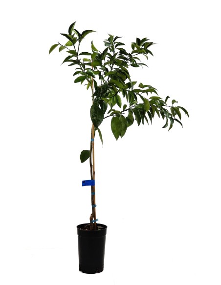 Compre mandarim em Germigarden