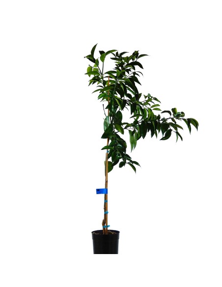 Compre mandarim em Germigarden