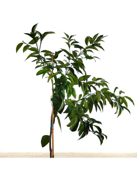Compre mandarim em Germigarden