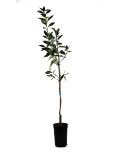 Comprar naranjo desde 27,95€ en Germigarden 2