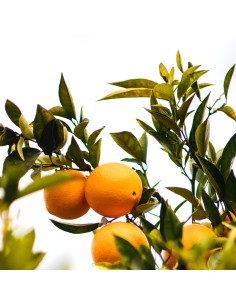 Comprar Laranjeira em Germigarden
