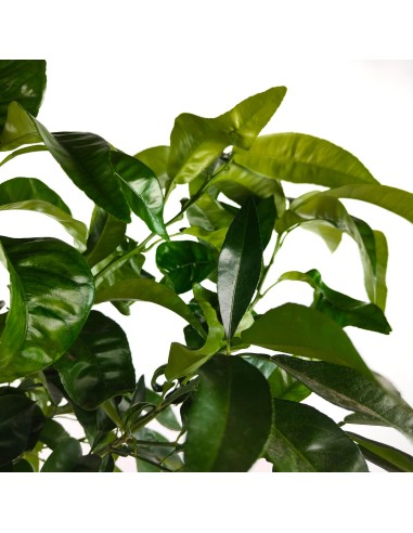 Comprar pomelo desde 27,95€ a Germigarden