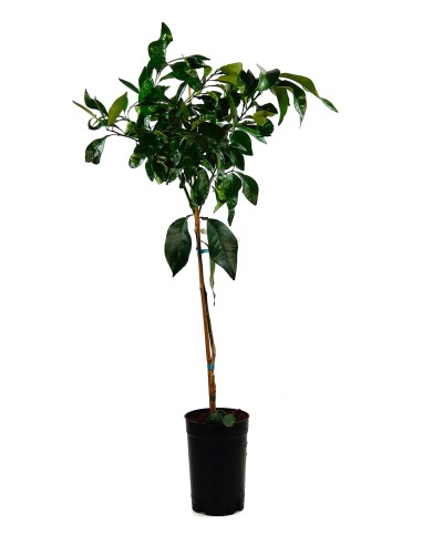 Toranja