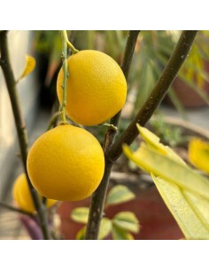 Comprar pomelo desde 27,95€ a Germigarden