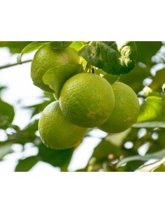 Limonero (maceta de 17 cm Ø)