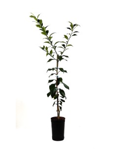 Yuzu (pot 3,5 litres)