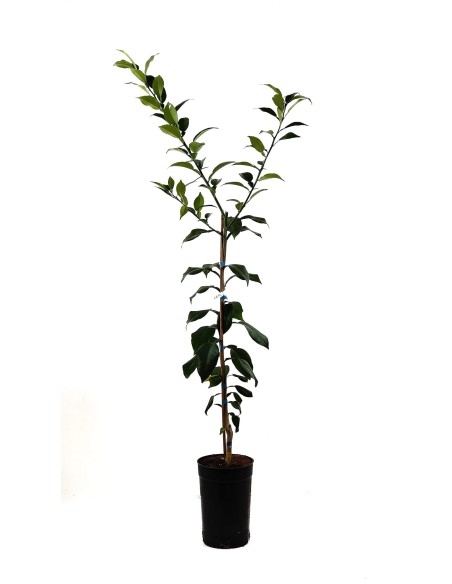 Yuzu (maceta 3,5 litros)