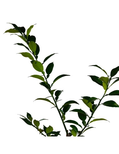 Yuzu (maceta 3,5 litros)