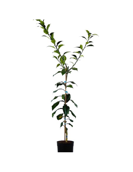 Yuzu (pot 3,5 litres)