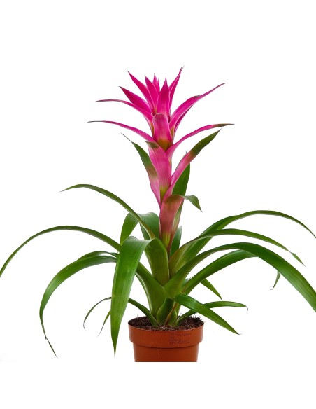 Compre Guzmania a partir de € 17,95 em Germigarden, escolha a cor