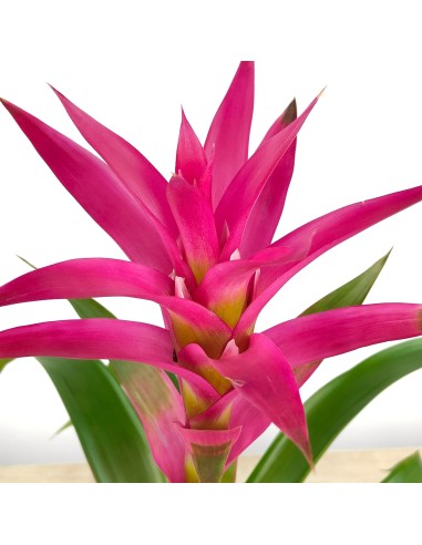 Compre Guzmania a partir de € 17,95 em Germigarden, escolha a cor