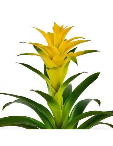 Compre Guzmania a partir de € 17,95 em Germigarden, escolha a cor
