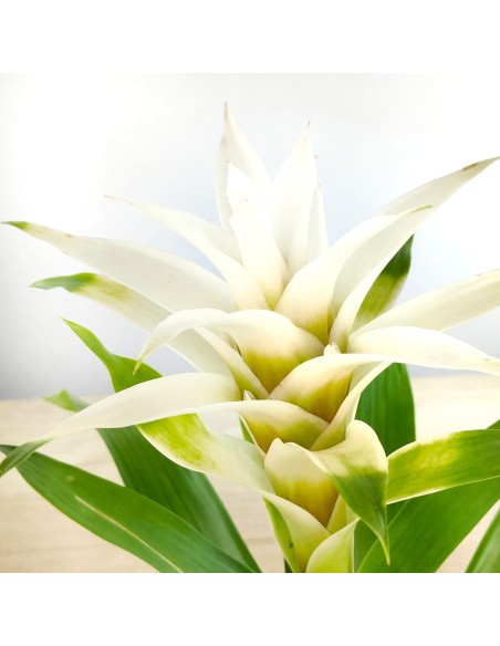 Guzmania Froozen (pot 12 cm ø) spécimen unique