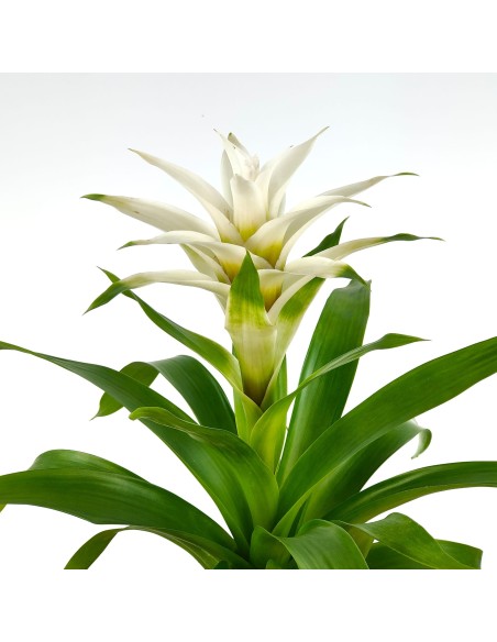 Guzmania Froozen (pot 12 cm ø) spécimen unique
