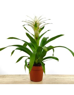 Guzmania Froozen (test 12 cm ø) exemplar únic
