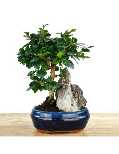 Bonsai Carmona (Carmona microphylla)