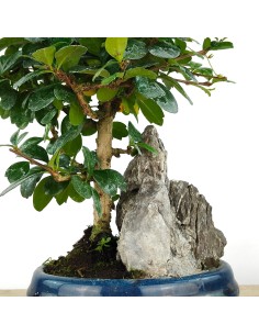 Carmona Bonsaï (Carmona Microphylla). 2