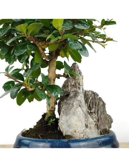 Carmona Bonsaï (Carmona Microphylla).