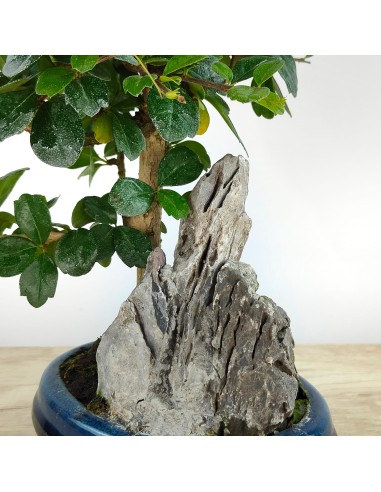 Carmona Bonsaï (Carmona Microphylla).