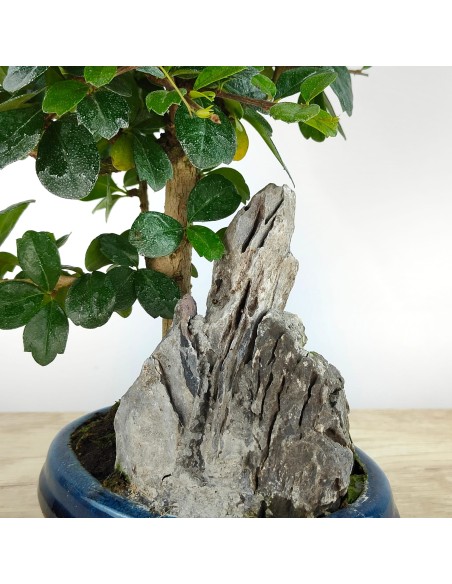 Bonsai Carmona (Carmona microphylla)